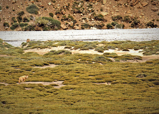 Leika, the first Himalayan wolf that the author radio-collared in Spiti.