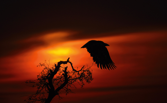 A regular winter visitor to the Indian subcontinent, the Steppe Eagle was uplisted from ‘Least Concern to ‘Endangered in the Red List of Threatened Species released by the International Union for Conservation of Nature (IUCN) in 2015.