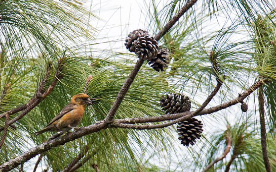 A Red Crossbill, resident of coniferous forests, sports a peculiar, overlapping bill, which it deftly uses to access its favourite food - seed cones.
