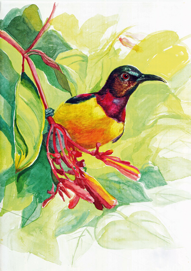 An illustration of a Purple-rumped Sunbird Leptocoma zeylonica by wildlife artist Krishna De.