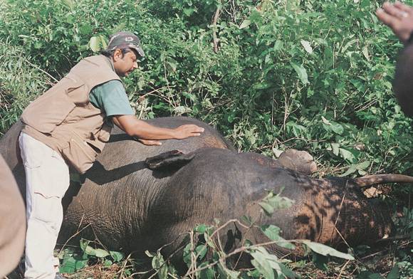 Subrata Pal Chowdhury