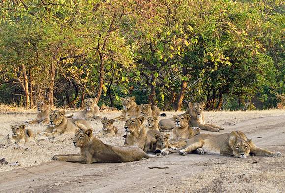 Sanctuary's Best Protected Area Award (2013)