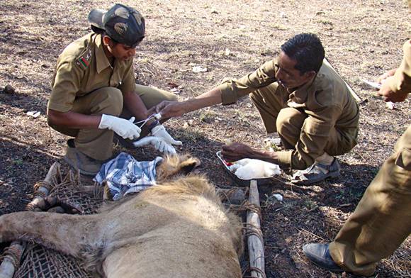 The Gir Lion Protection Team