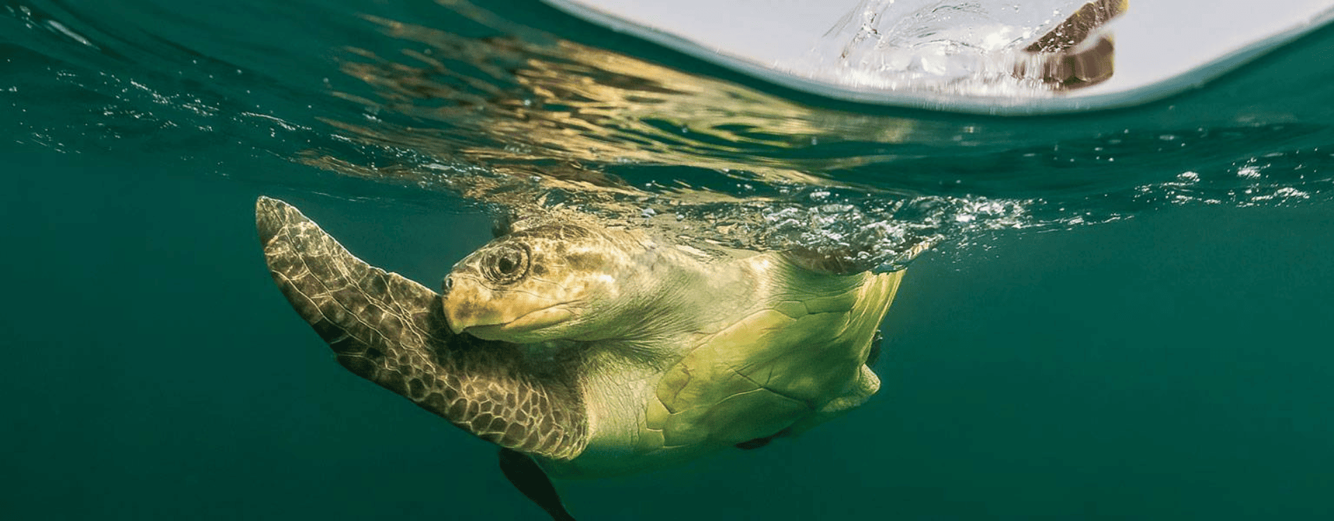 Planet Ocean: How We Share Our Seas