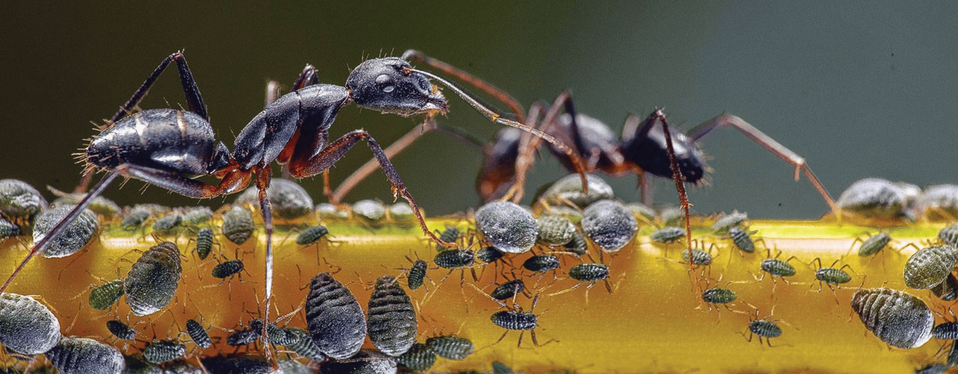 It’s A Bug’s World