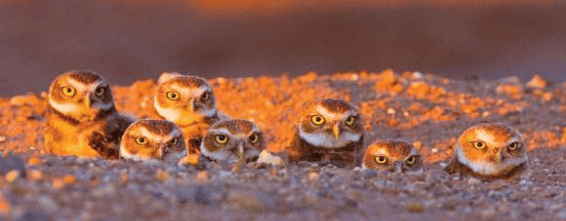 How Low Will They Go?