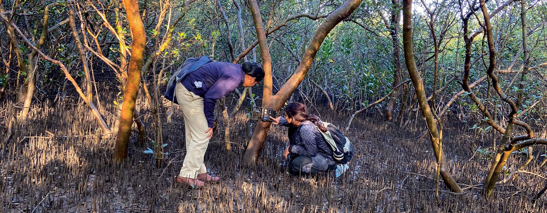 The Rise Of The Mangrove Jackals: The Future Of Urban Wildness