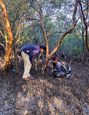 The Rise Of The Mangrove Jackals: The Future Of Urban Wildness