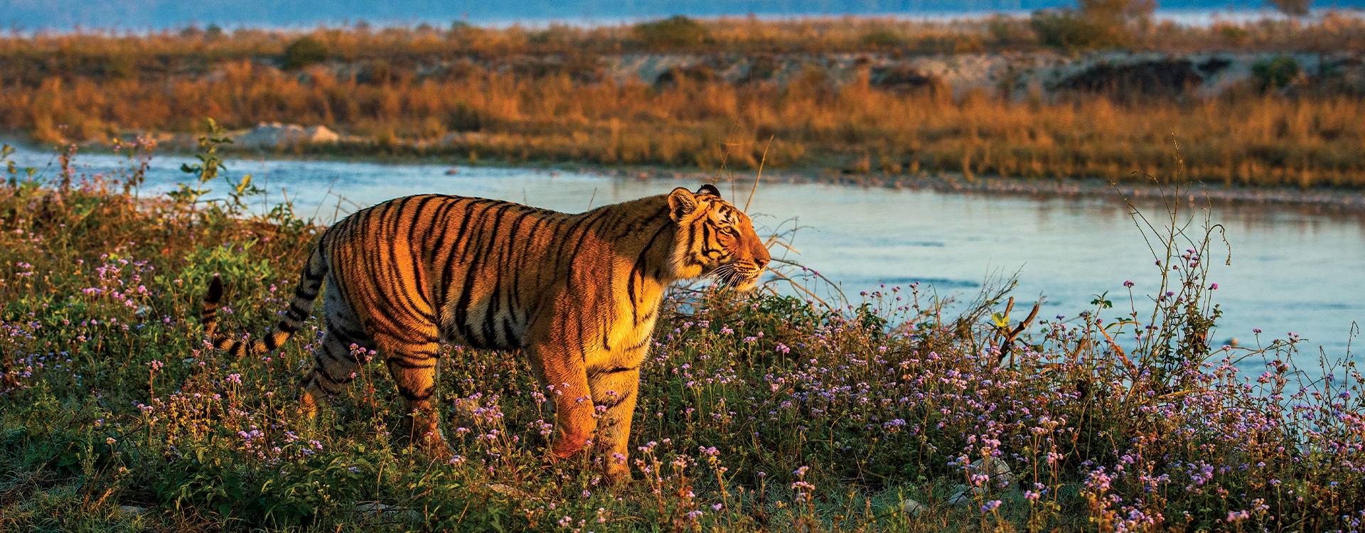 Photofeature - Encounters: A Photographer’s Wilderness Odyssey