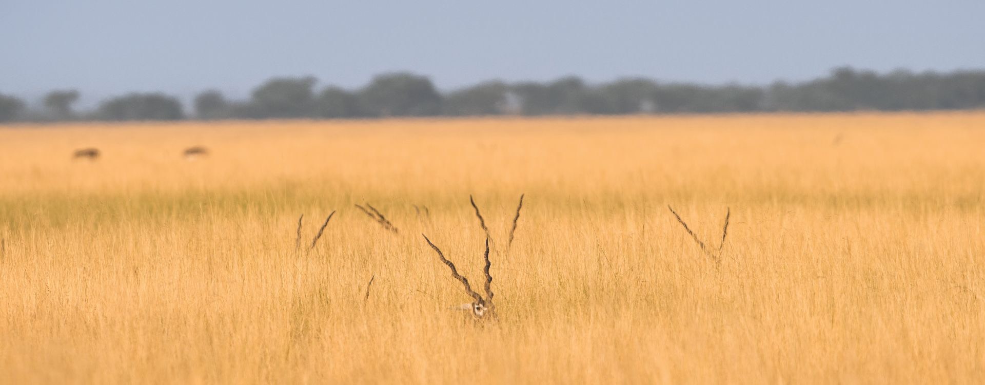 The Forgotten Wilderness: Indian Grasslands