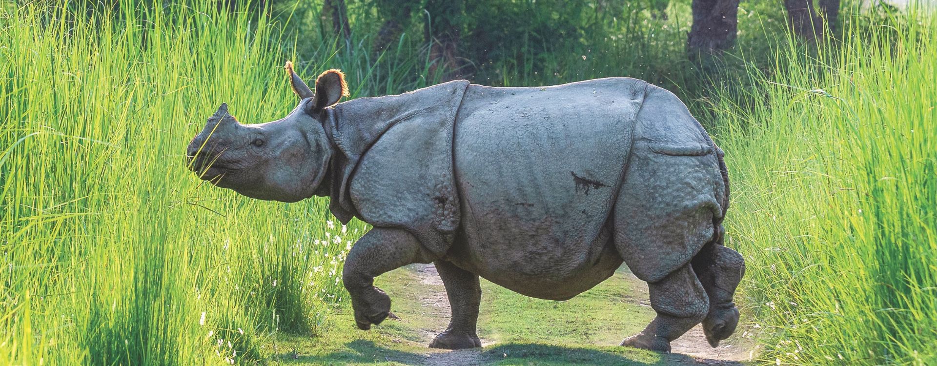Reviving Dudhwa's Food-Grass: One Blade At A Time