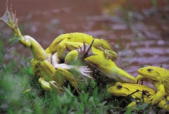 Indian Bullfrog Hoplobatrachus Tigerinus