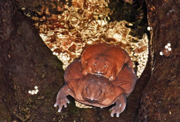 Purple Frog Nasikabatrachus Sahyadrensis