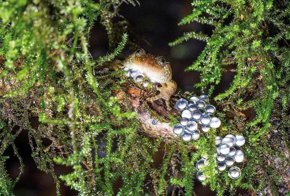 Castle Rock Night Frog Nyctibatrachus Petraeus