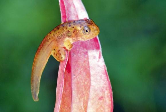 Malabar Gliding Frog Rhacophorus Malabaricus