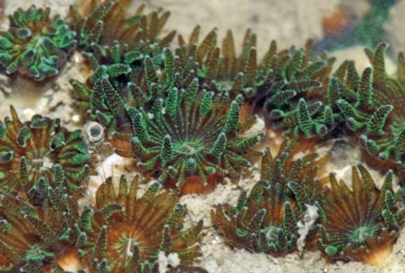 Cup Corals
