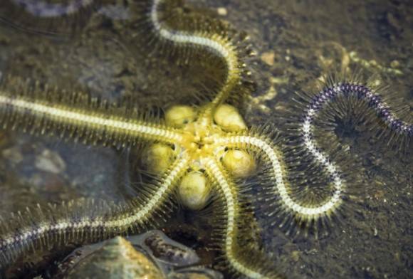 Brittle Star