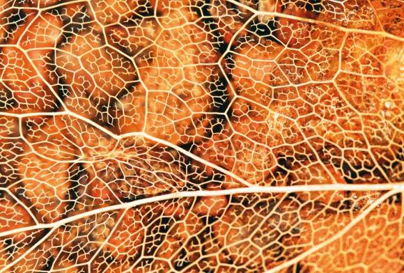 Vein Skeleton of a Leaf