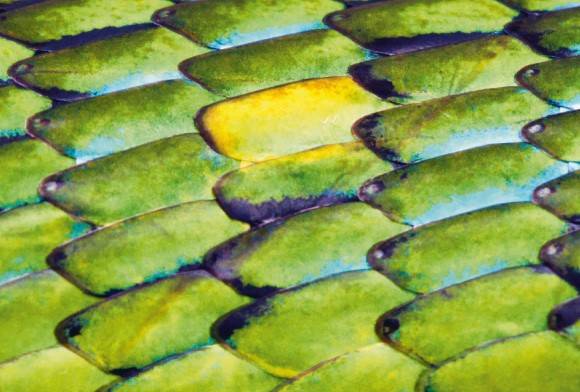 Snake scales
