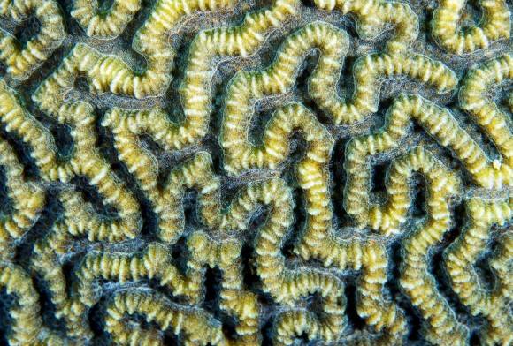 Brain Coral