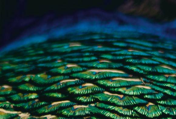 Peacock Plumage
