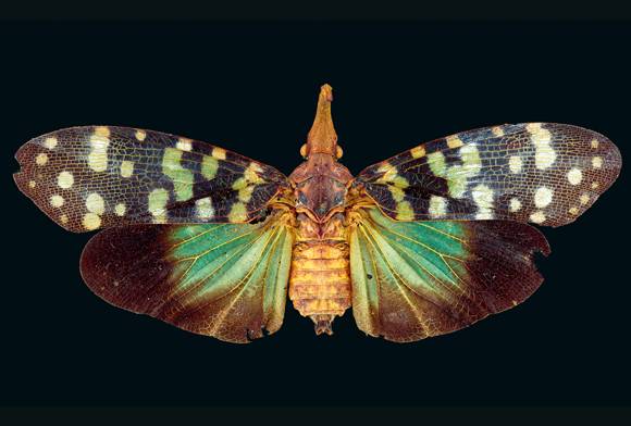 Lanternfly Pyrops sp.