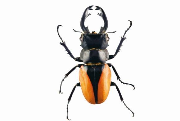 Stag beetle