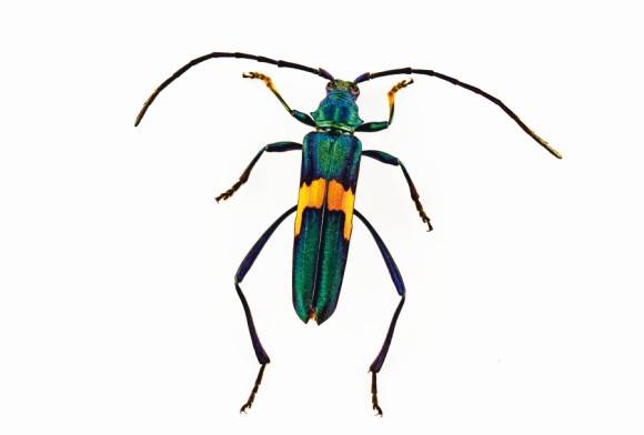Long-horned beetle