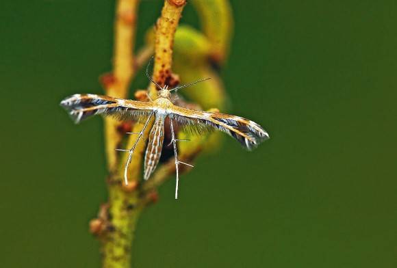 Plume Moth