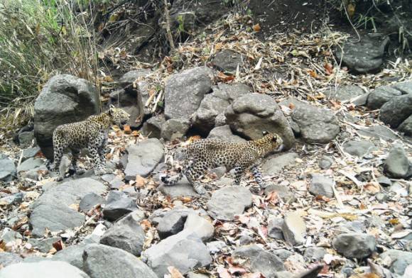Indian Leopard
