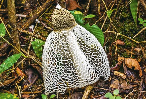 Stinkhorn Mushroom