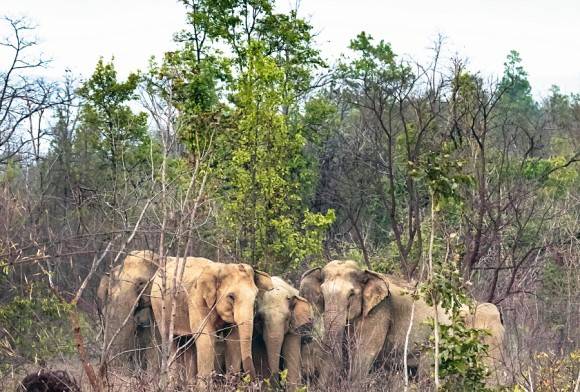 Indian Elephant Herd