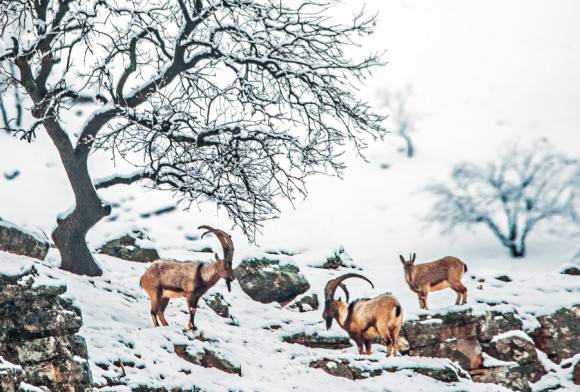 Bezoar Ibex