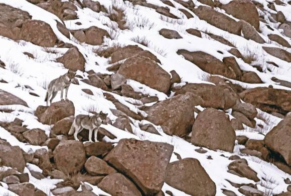 Tibetan Wolf