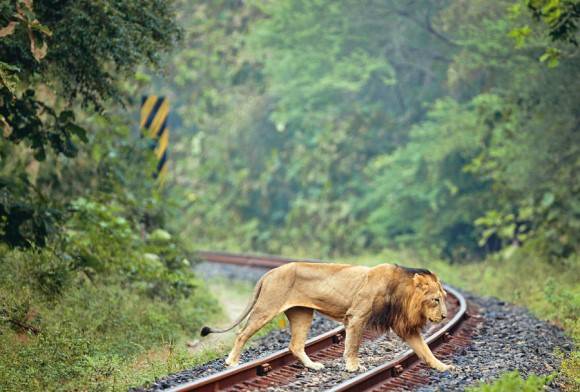 Deadly Crossing