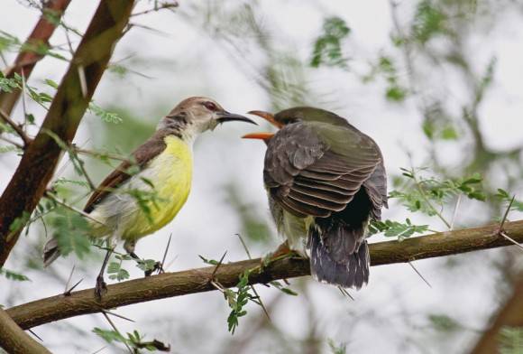 Purple-rumped Sunbird and Grey-bellied Cuckoo