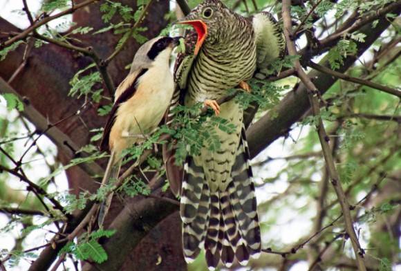 Long-tailed Shrike and  Eurasian Cuckoo