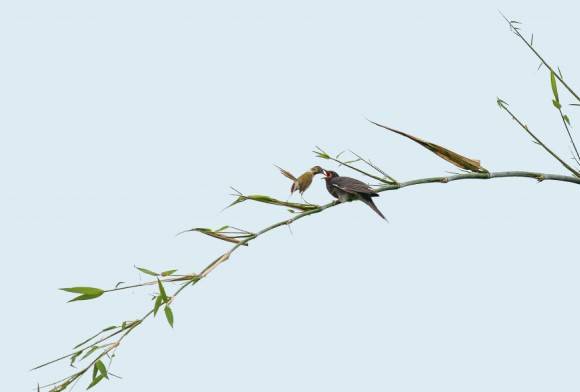 Common Tailorbird and  Grey-bellied Cuckoo