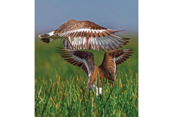 Western Black-Tailed Godwit