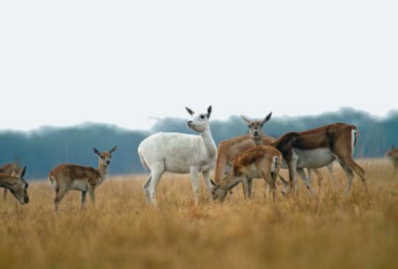 Blackbuck