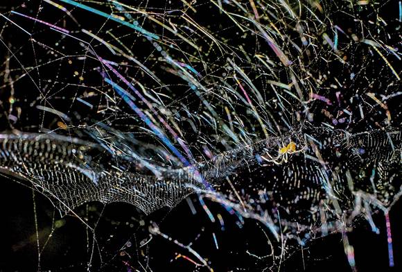 Lost In Luminescence