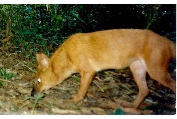 A cornucopia of wildlife