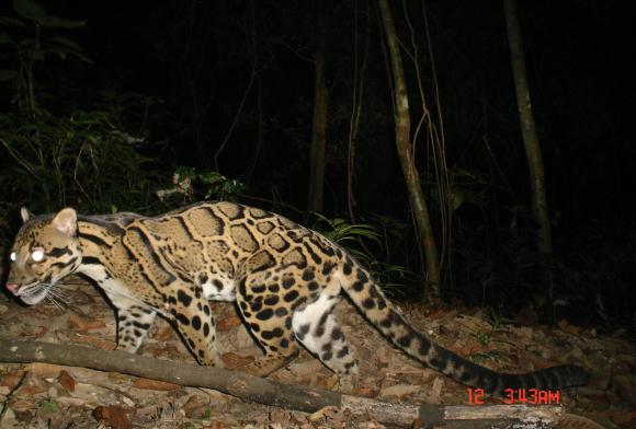 Clouded leopard