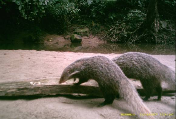 Crab-eating mongoose