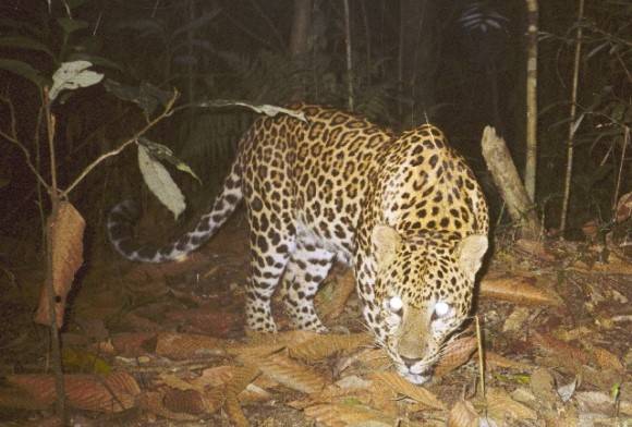 Common leopard