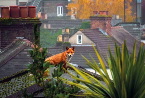 European red fox Vulpes vulpes crucigera
