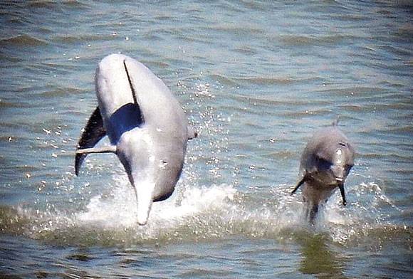 Indian Ocean humpback dolphin Sousa plumbea