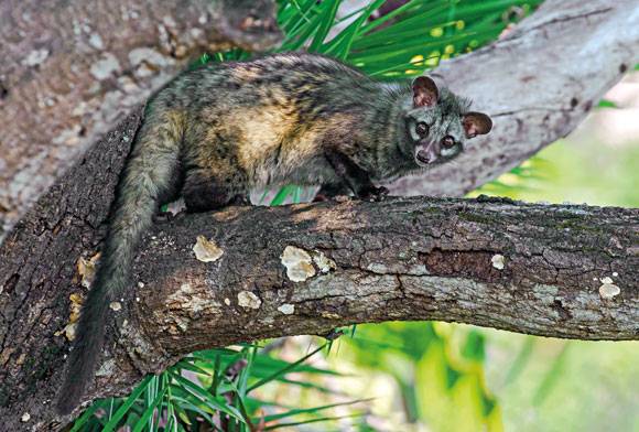 Asian palm civet Paradoxurus hermaphroditus