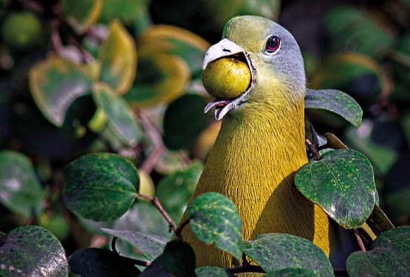 Yellow-footed Green-pigeon Treron phoenicoptera