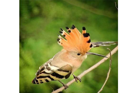 Eurasian Hoopoe